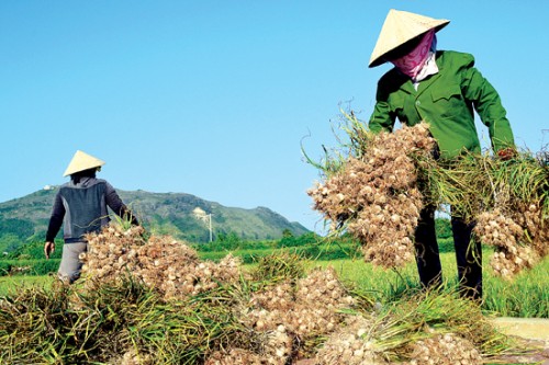 gỏi tỏi lý sơn