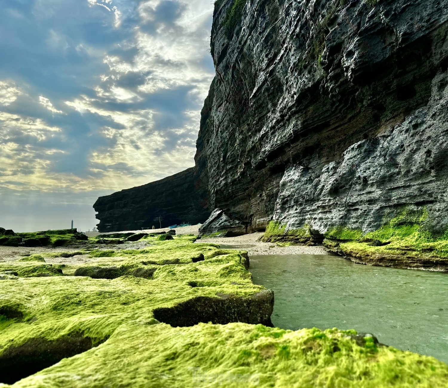 Mùa rêu xanh ở Lý Sơn