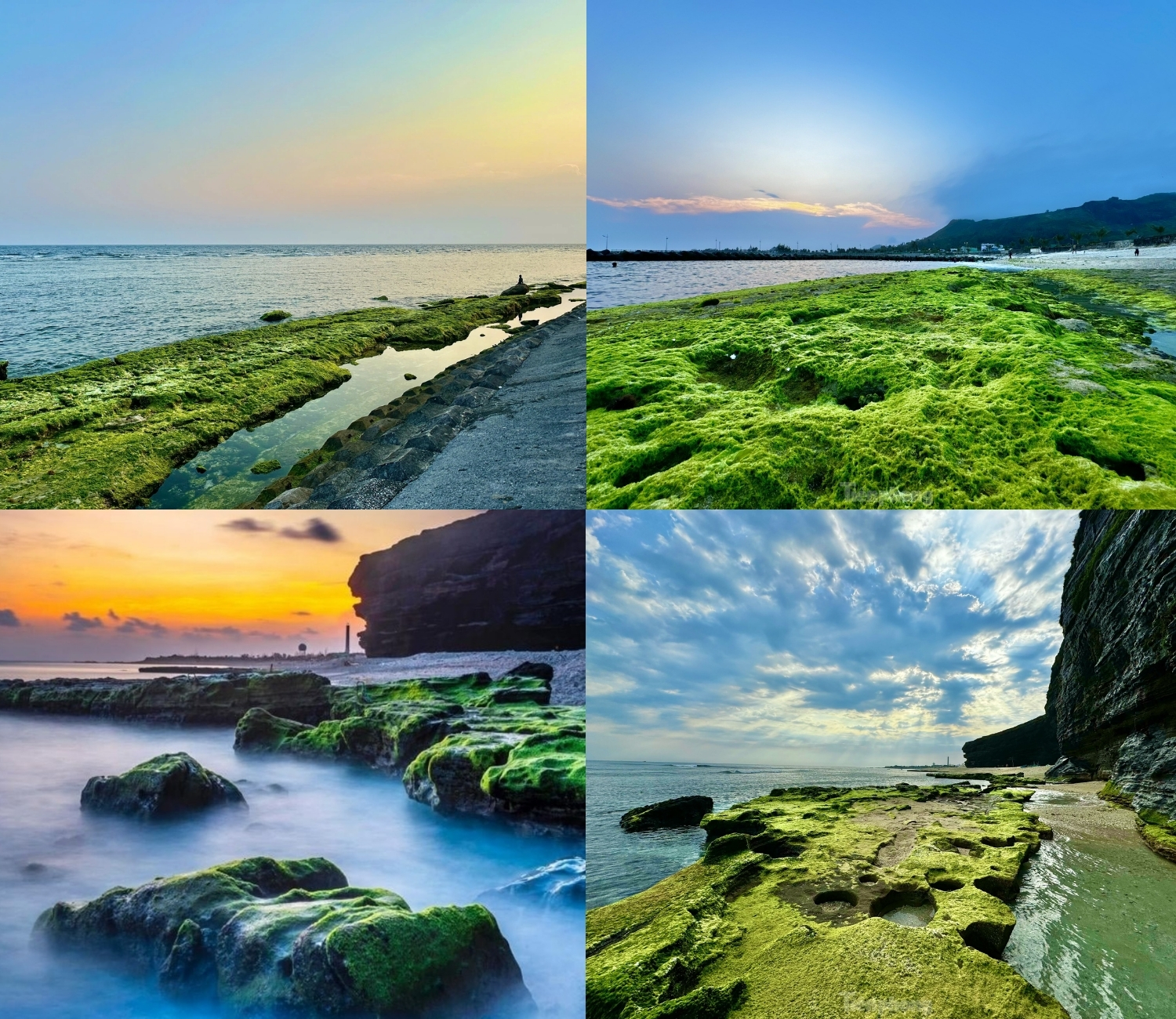Mùa rêu xanh ở Lý Sơn