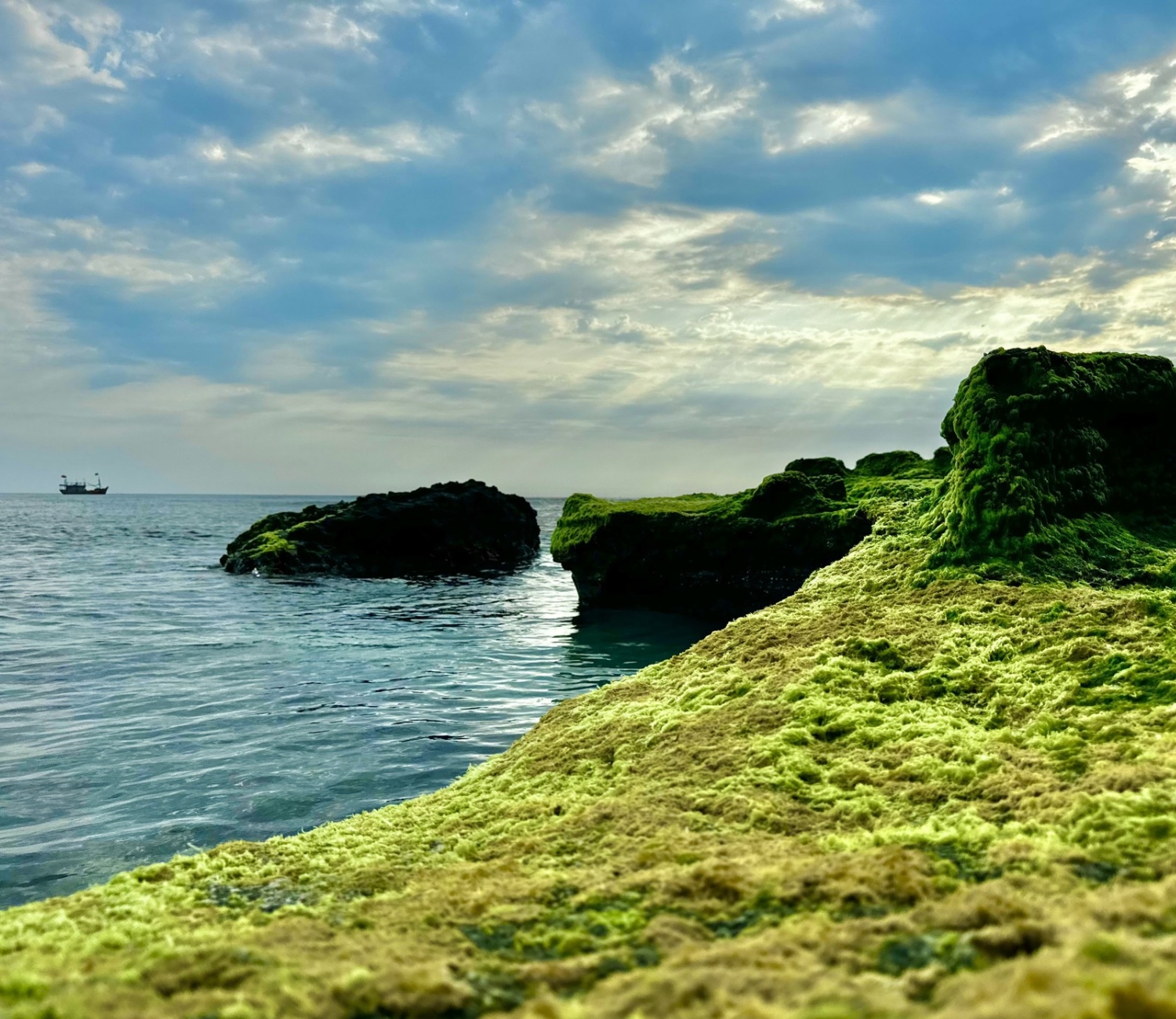 Mùa rêu xanh ở Lý Sơn