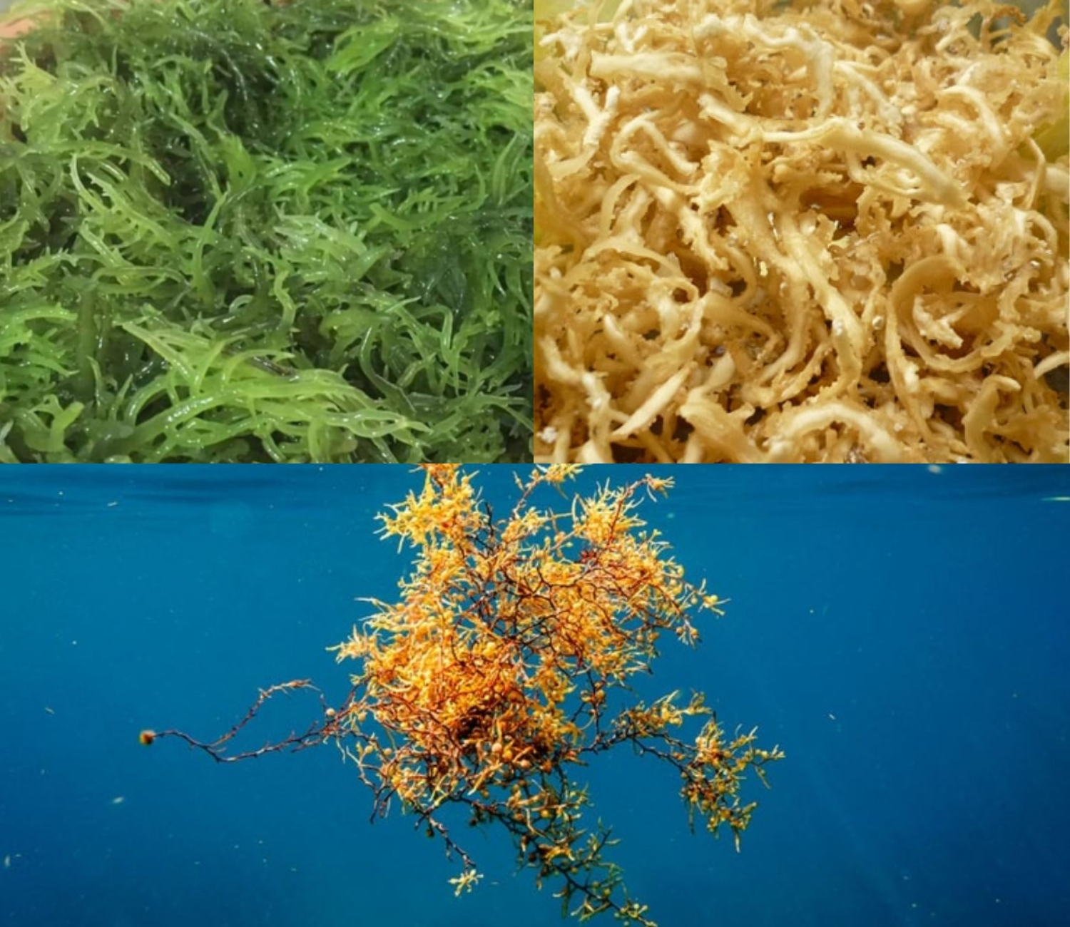 Lý Sơn mùa rong biển