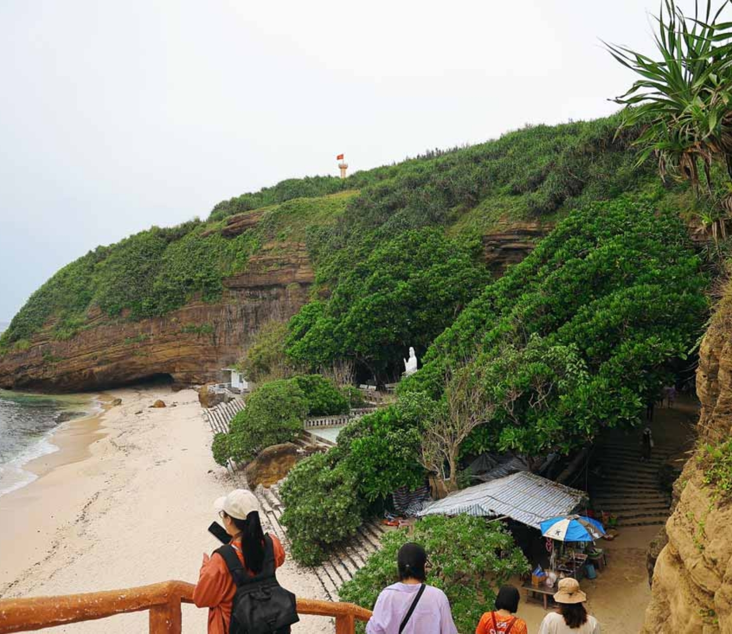 Cây bàng vuông ở Lý Sơn