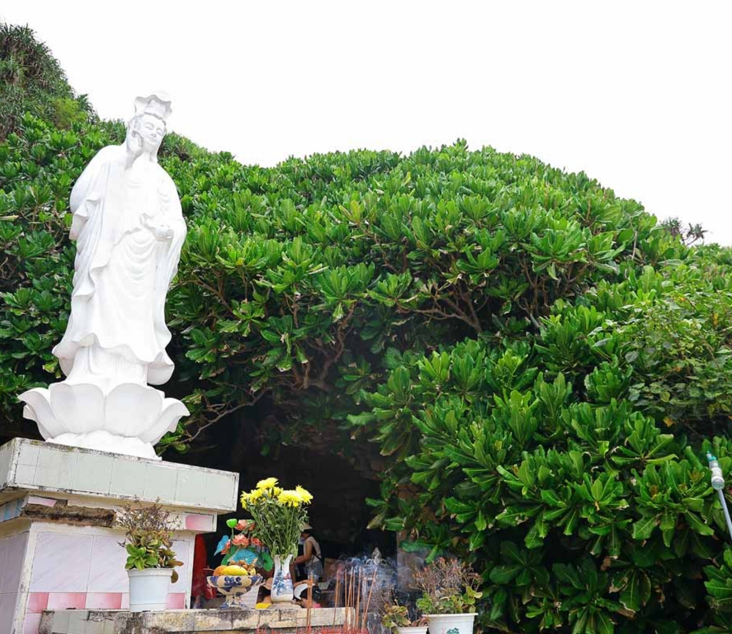 Cây bàng vuông ở Lý Sơn