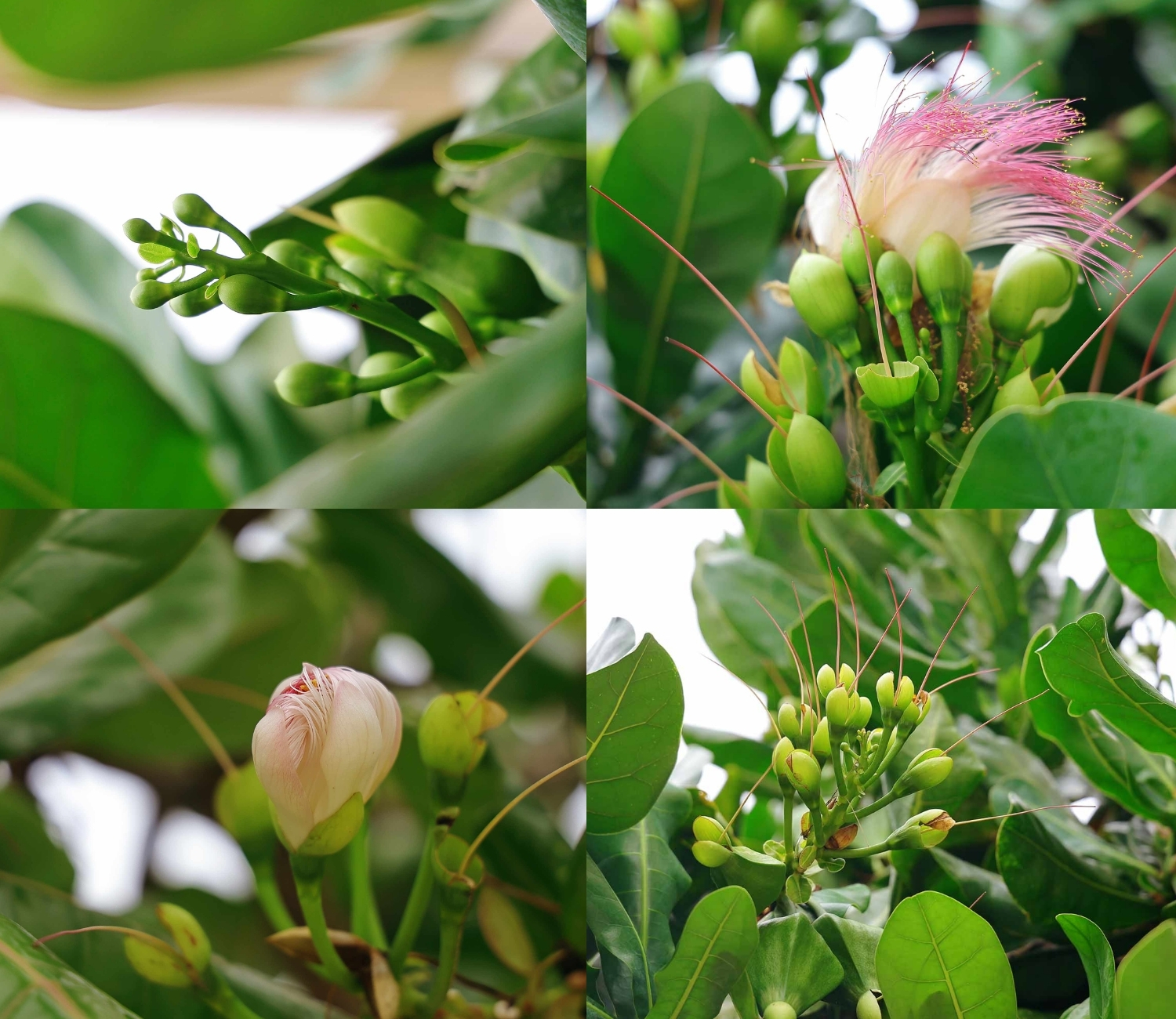 Cây bàng vuông ở Lý Sơn
