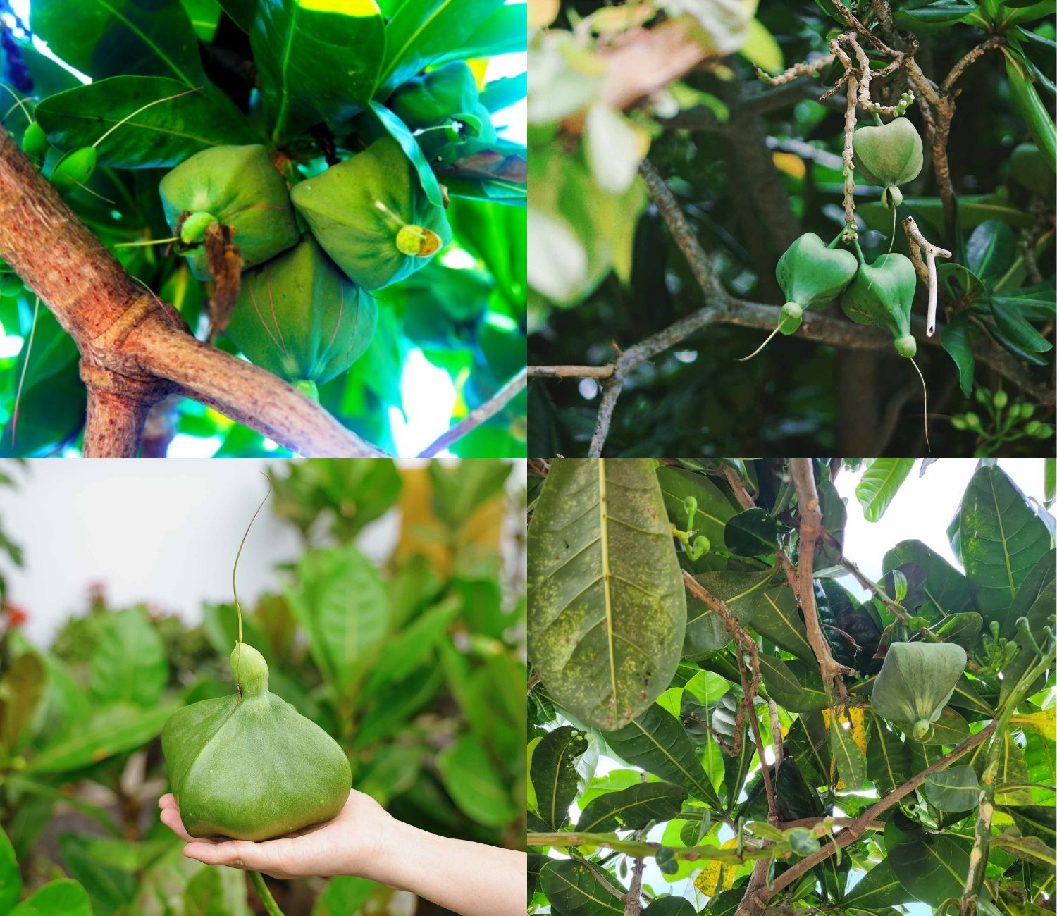 Cây bàng vuông ở Lý Sơn