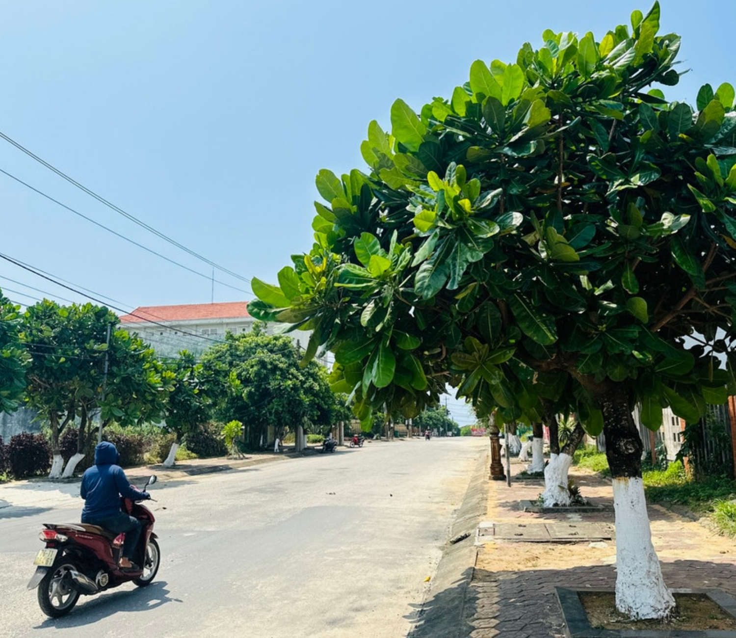Cây bàng vuông ở Lý Sơn