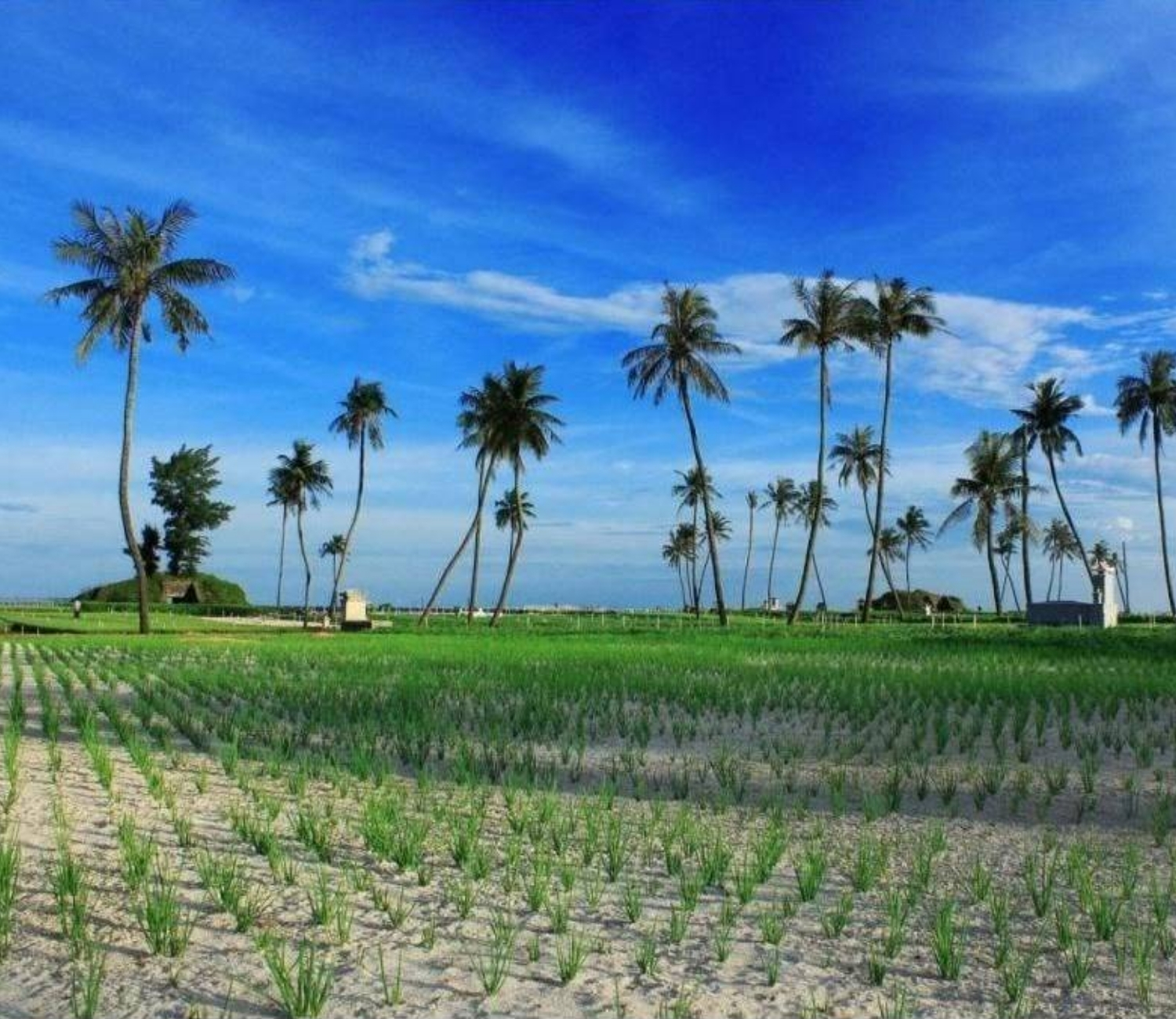 Điểm check in tại Lý Sơn