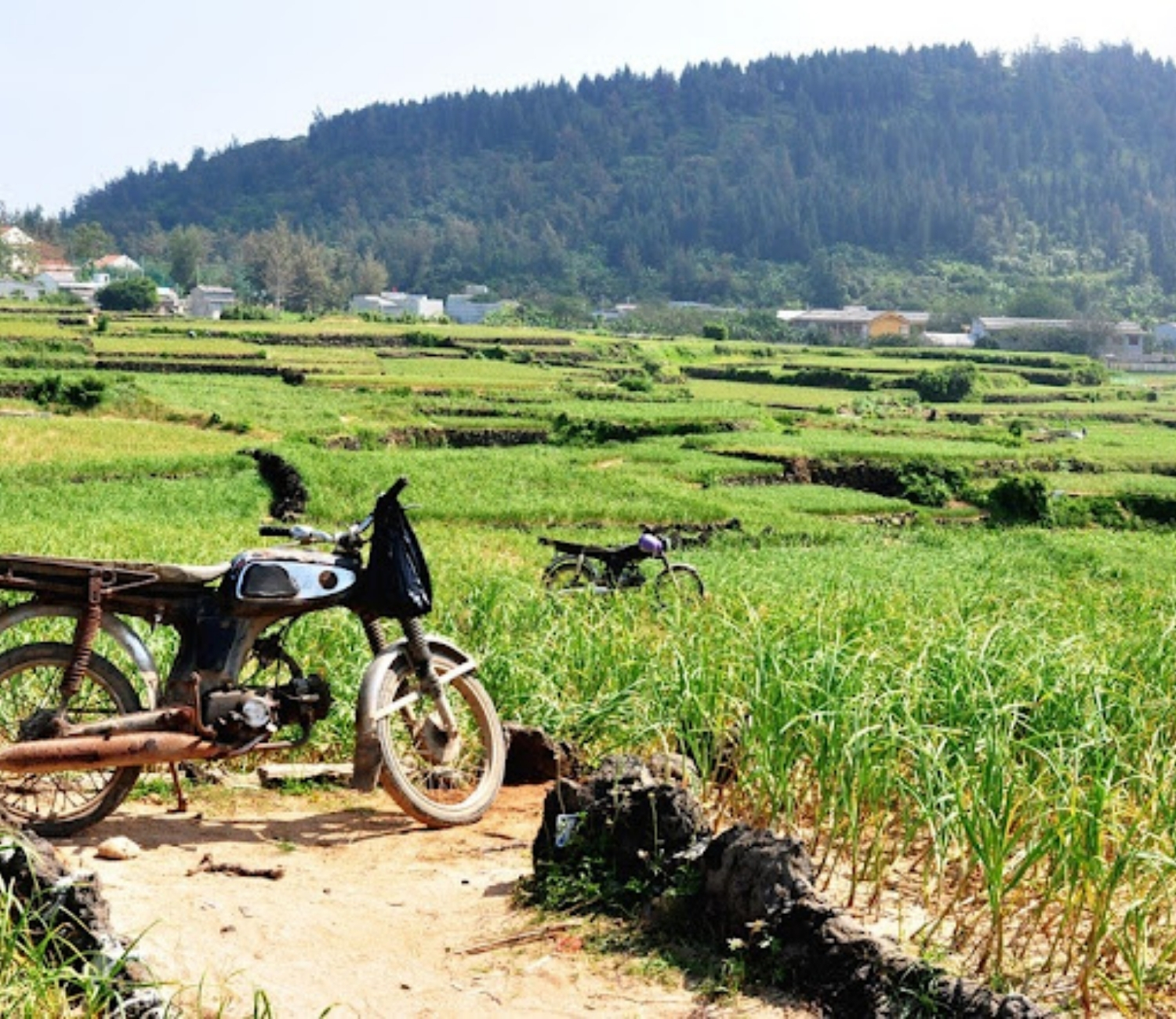 Khám phá ruộng bậc thang tại Lý Sơn