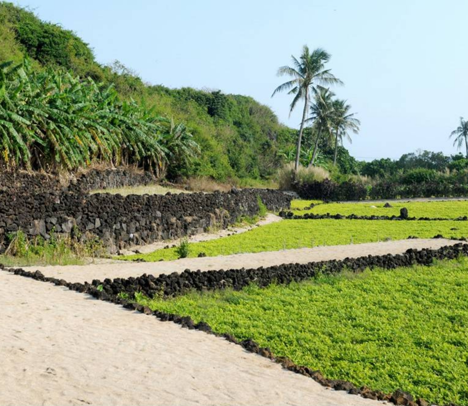 Khám phá ruộng bậc thang tại Lý Sơn