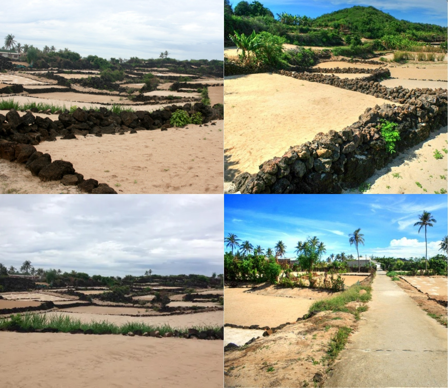 Khám phá ruộng bậc thang tại Lý Sơn