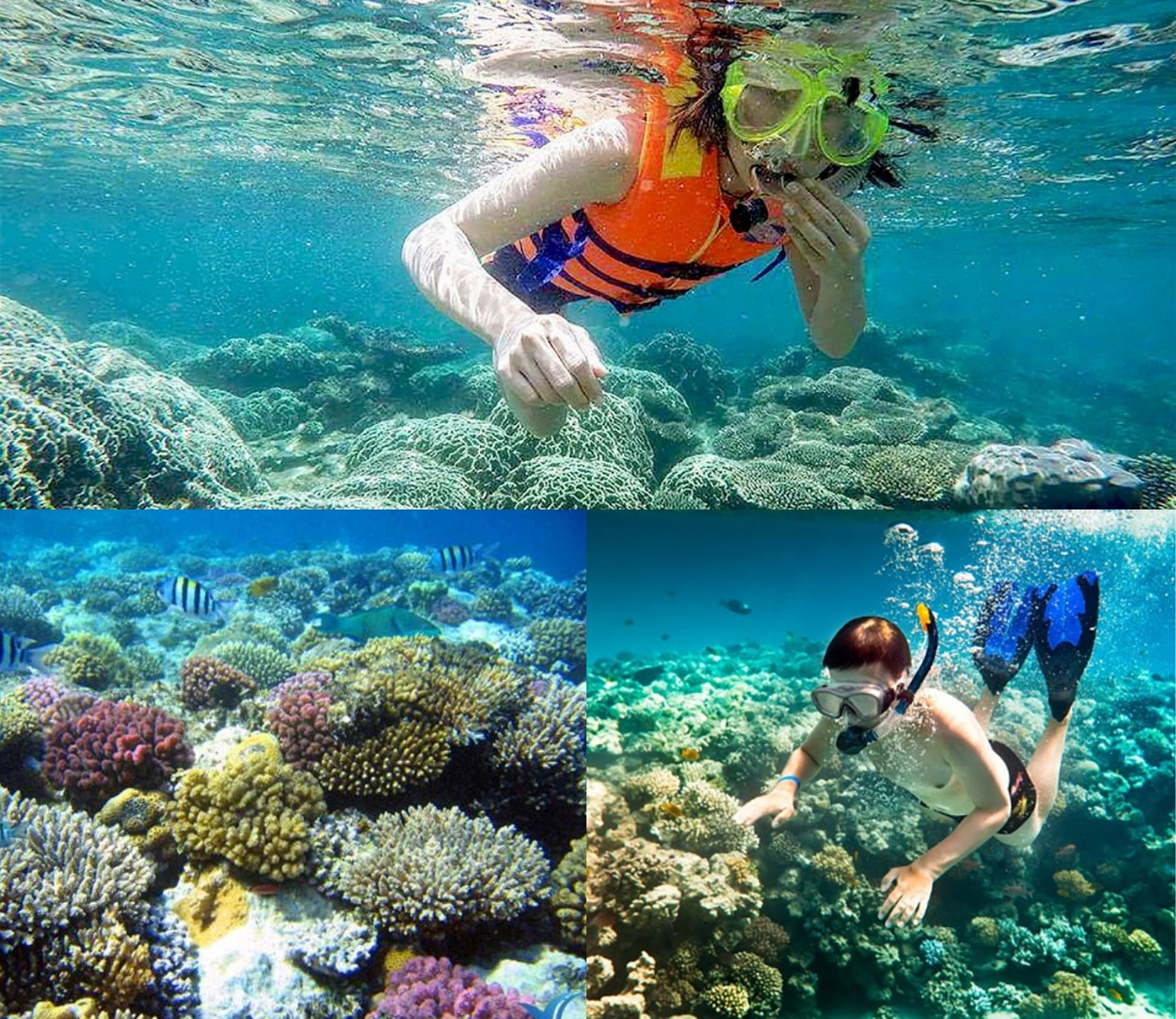 Lặn ngắm san hô Lý Sơn