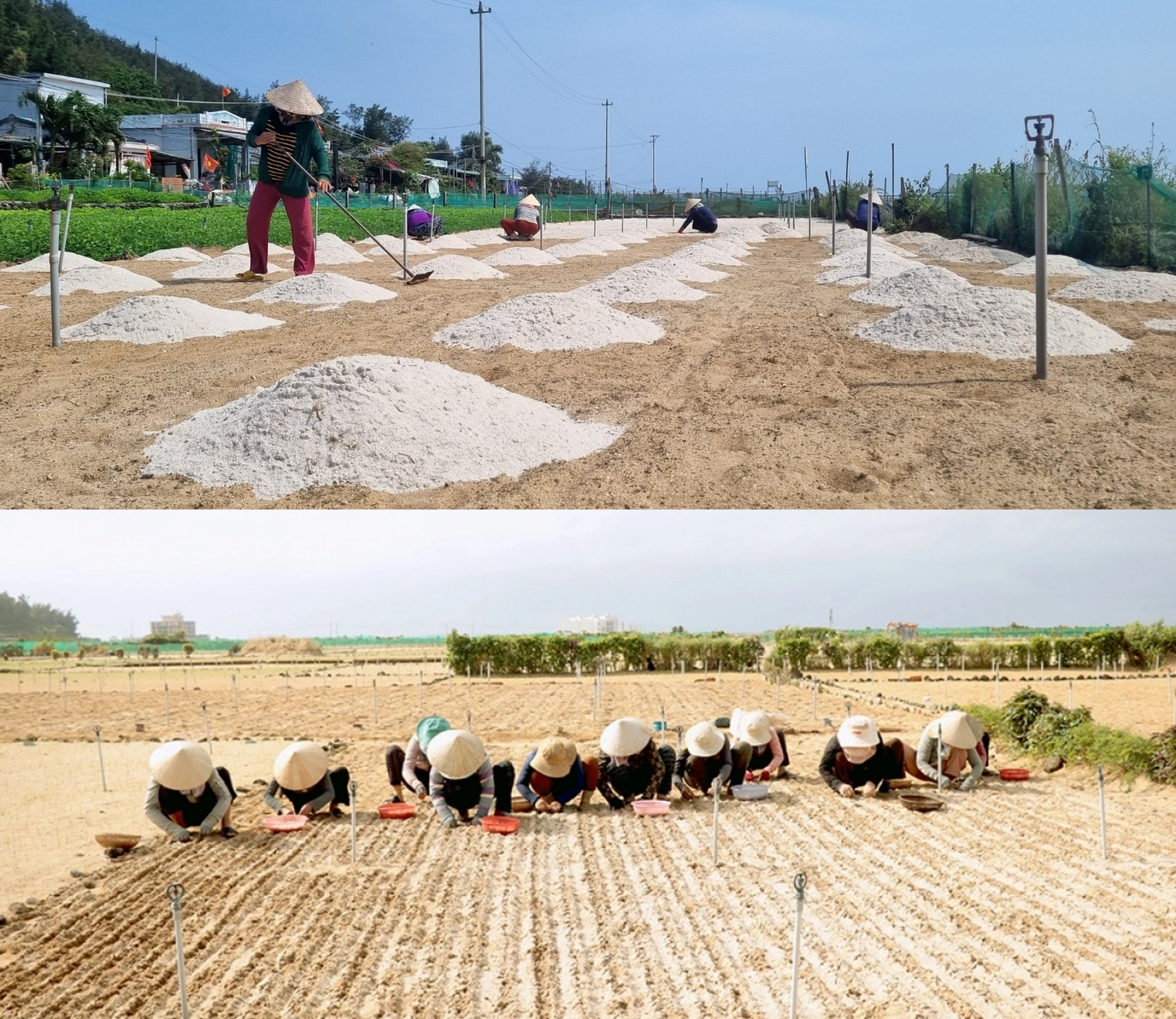 Nghề trồng tỏi trên đảo Lý Sơn