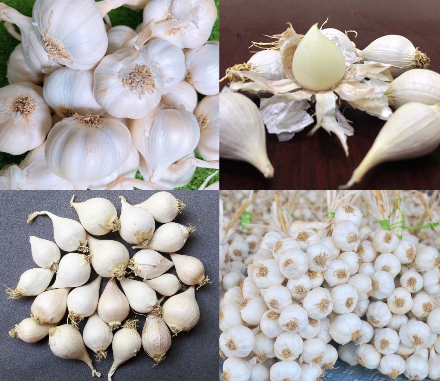Nghề trồng tỏi trên đảo Lý Sơn