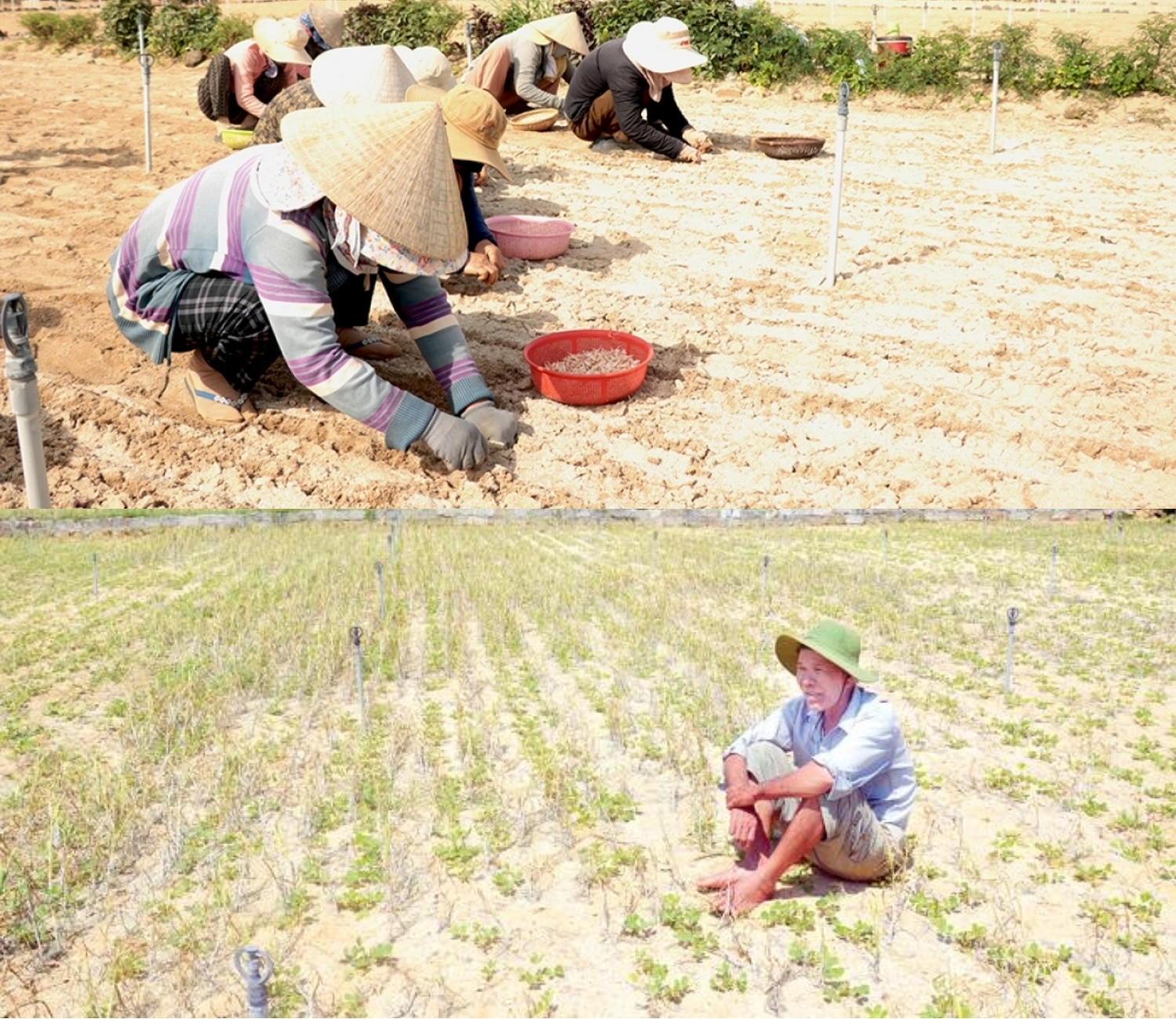 Nghề trồng tỏi trên đảo Lý Sơn