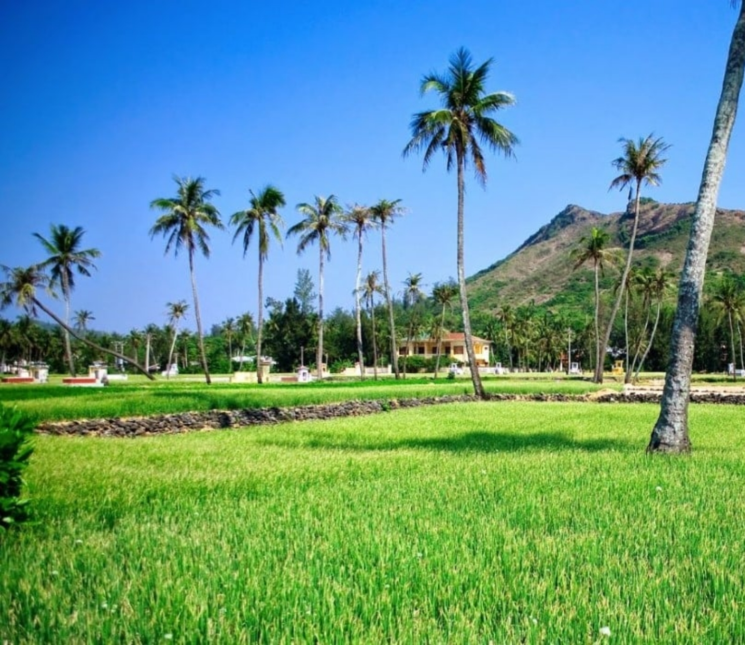 Nghề trồng tỏi trên đảo Lý Sơn