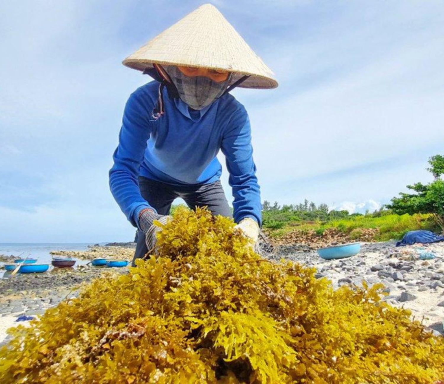 Thu hoạch rong biển cùng bà con Lý Sơn