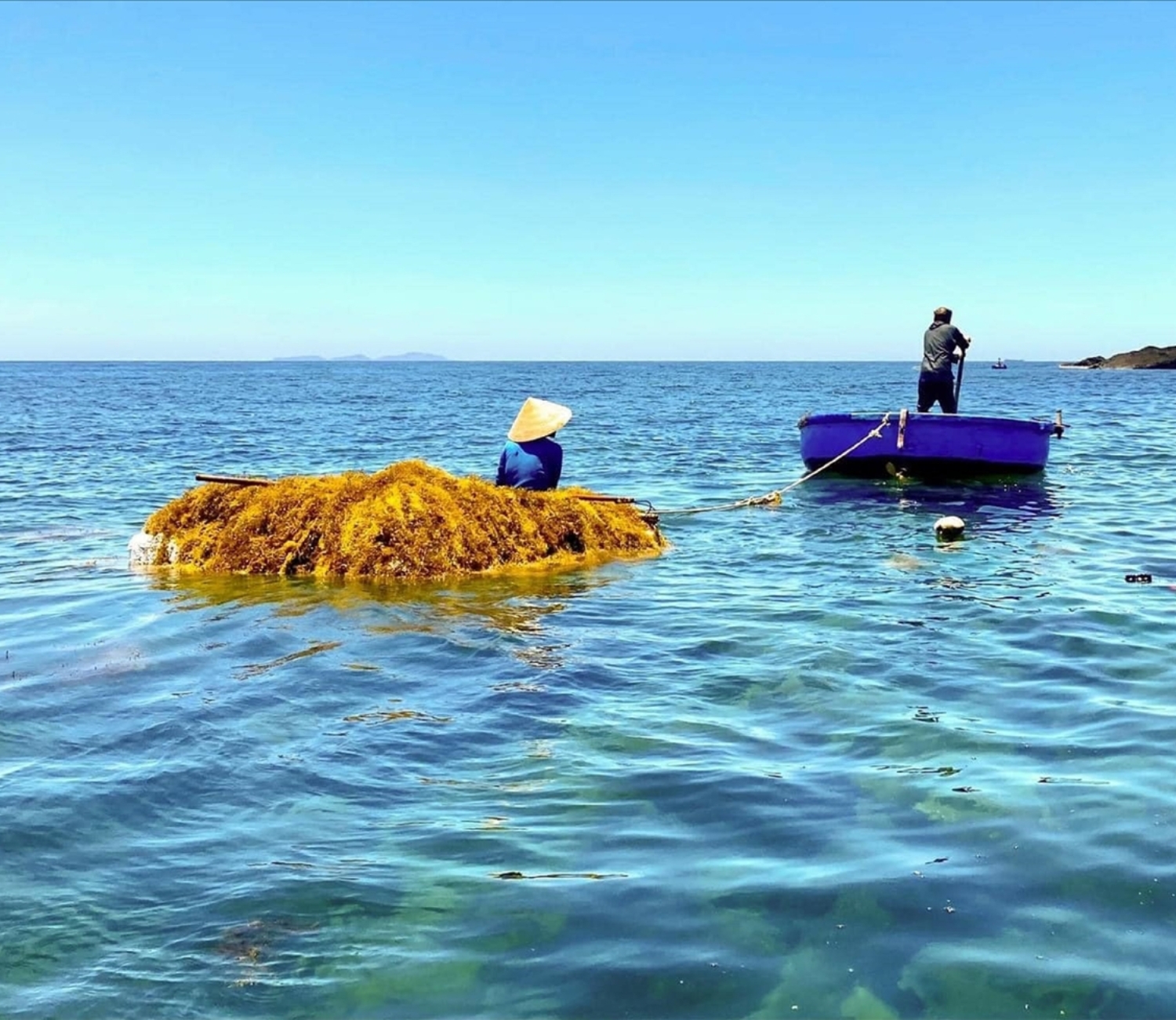 Thu hoạch rong biển cùng bà con Lý Sơn