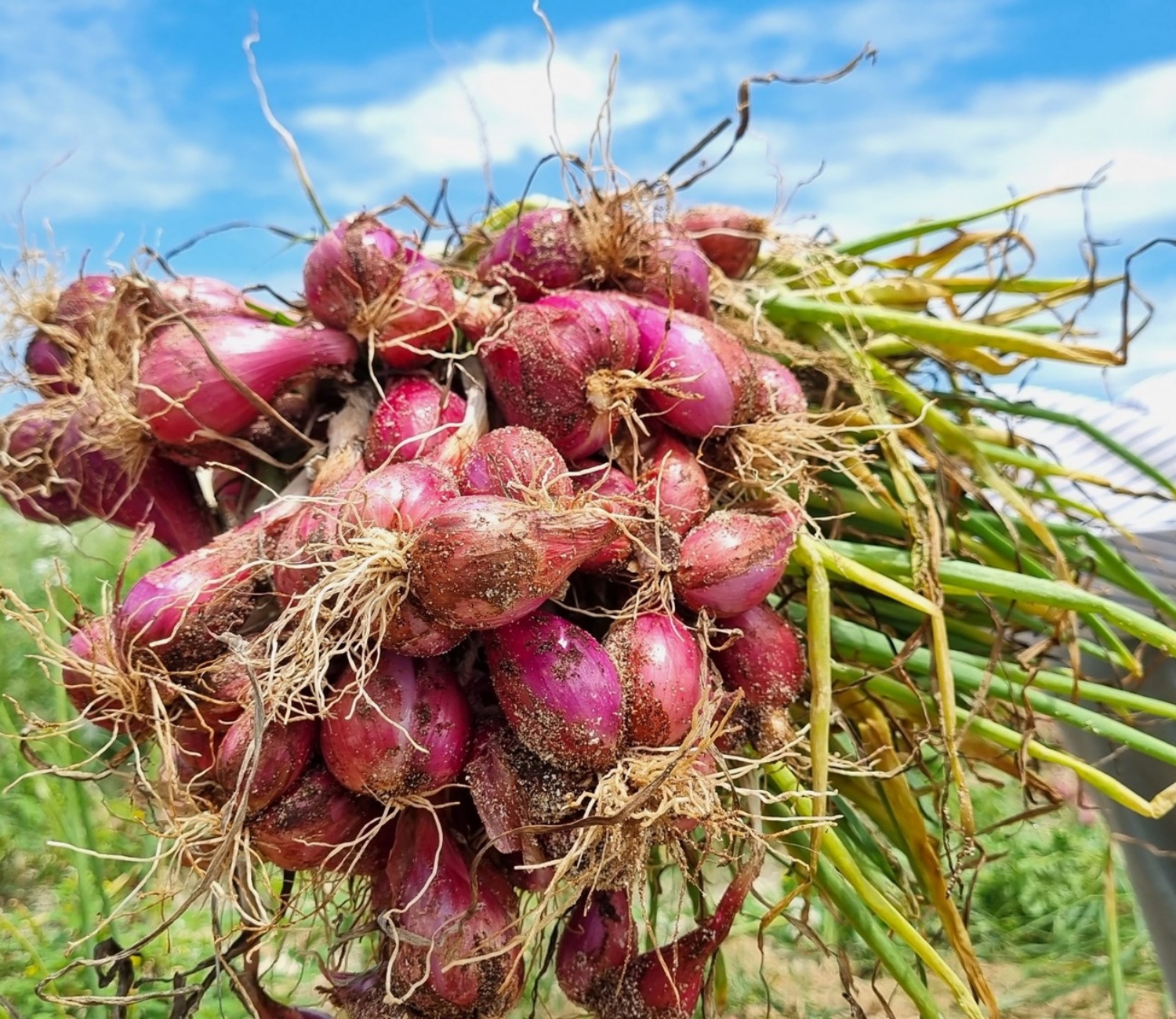 Trải nghiệm trồng hành tỏi ở Lý Sơn
