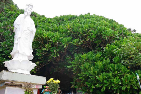 Cây bàng vuông ở Lý Sơn