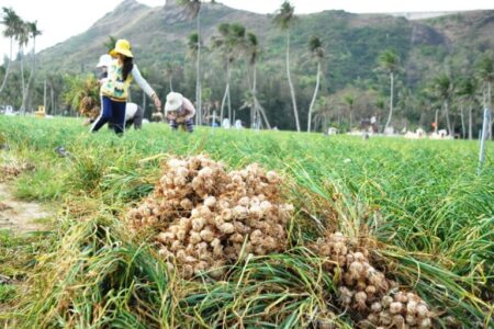 nghề tỏi lý sơn (1)