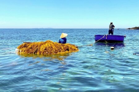 Thu hoạch rong biển cùng bà con Lý Sơn