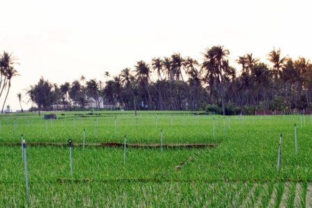 Trải nghiệm trồng hành tỏi ở Lý Sơn